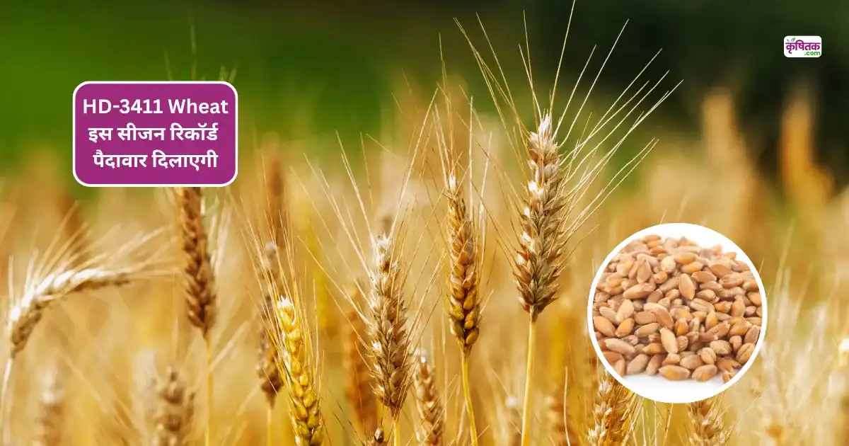 HD-3411 Wheat Variety