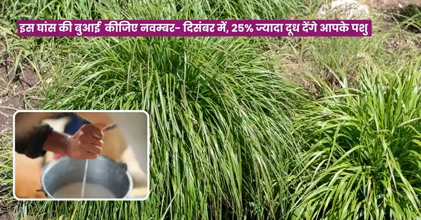 Makhan Ghas Ki Kheti