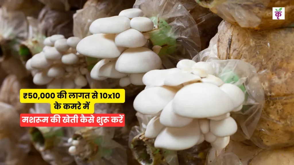 ₹50,000 की लागत से 10x10 के कमरे में मशरूम की खेती कैसे शुरू करें?