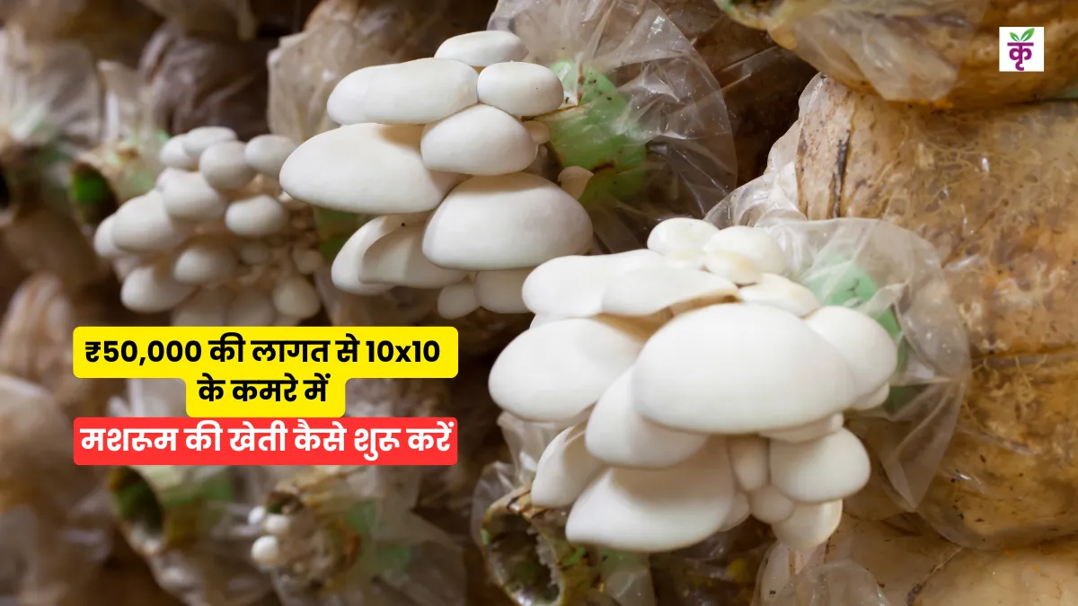 ₹50,000 की लागत से 10x10 के कमरे में मशरूम की खेती कैसे शुरू करें?