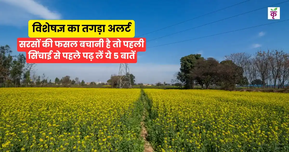 सरसों की फसल बचानी है तो पहली सिंचाई से पहले पढ़ लें ये 5 बातें, विशेषज्ञ का तगड़ा अलर्ट