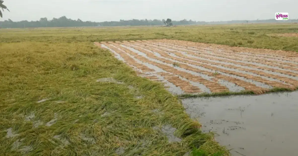 Nano Fertilizers in Farming