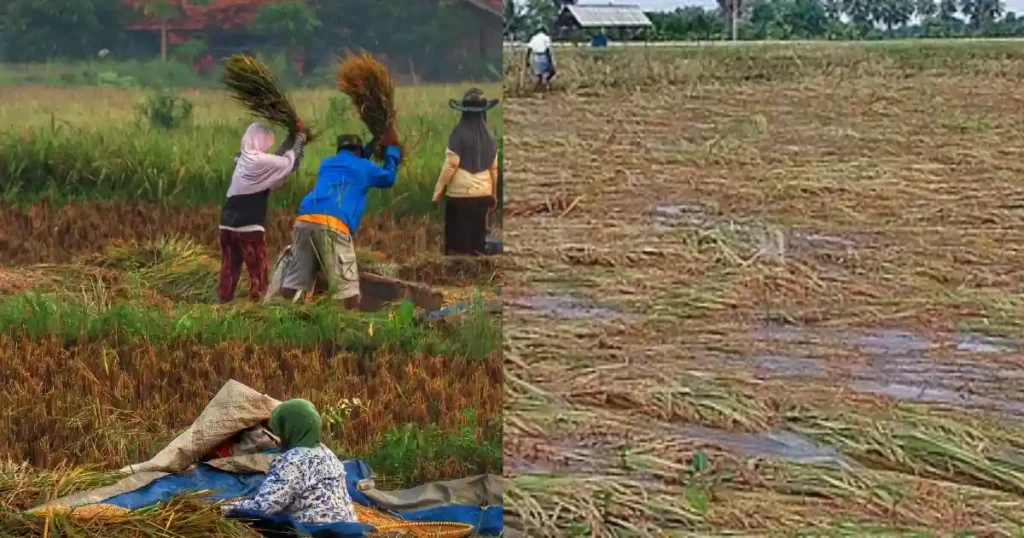 PMFBY Claim Process