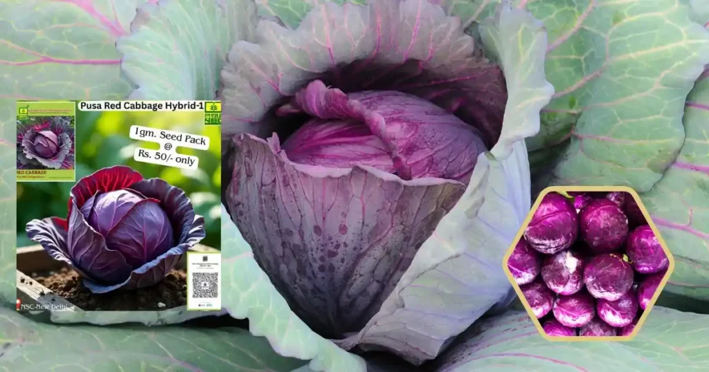PRCH-1 Cabbage