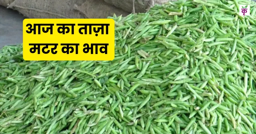 Today matar mandi Price