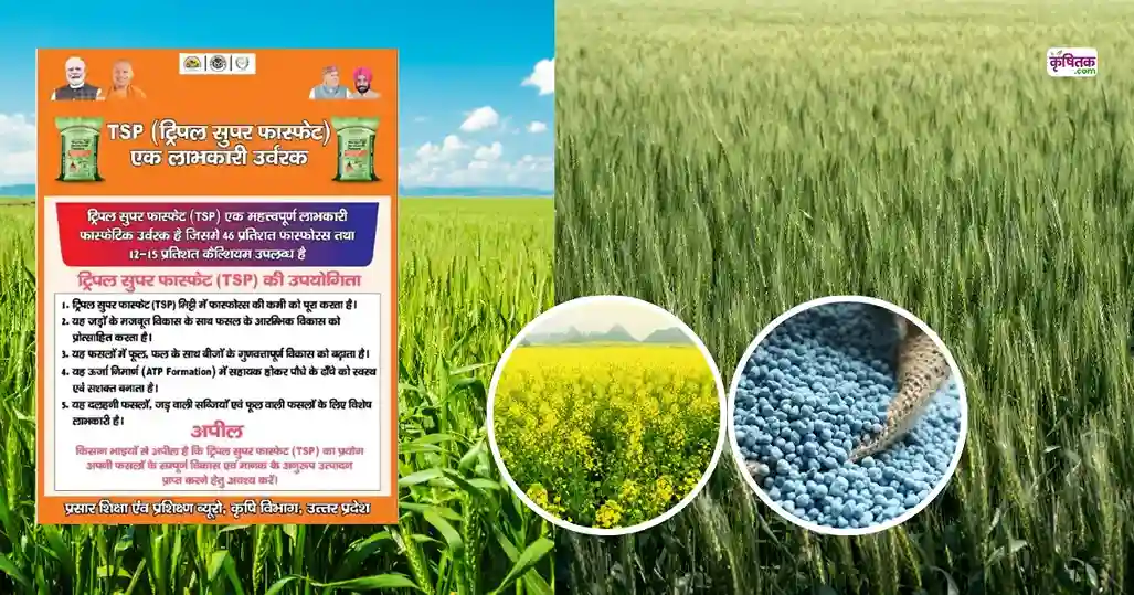 Triple Super Phosphate Uses