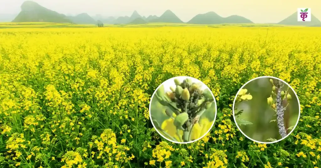 सरसों की फसल पर माहू का अटैक! पैदावार 30% तक गिर सकती है, अभी अपनाएं ये बचाव के पक्के उपाय