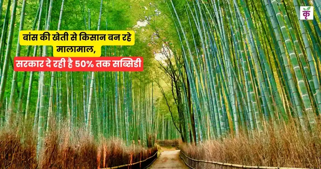 बांस की खेती से किसान बन रहे मालामाल, सरकार दे रही है 50% तक सब्सिडी