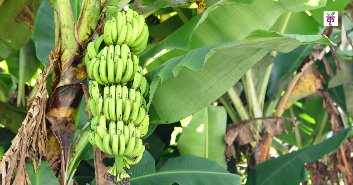 कावेरी वामन