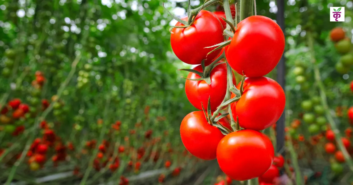 बीएयू ने तैयार किया बिना बीज वाला टमाटर, किसानों को होगा डबल मुनाफा