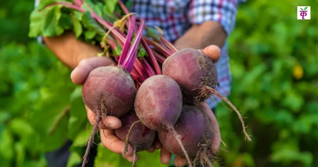 beetroot-farming-profit-6-lakh-in-100-days