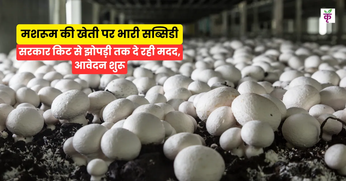 मशरूम की खेती पर भारी सब्सिडी, सरकार किट से झोपड़ी तक दे रही मदद, आवेदन शुरू