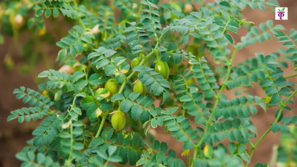 पूसा 3043