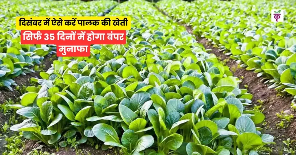 पालक की खेती
