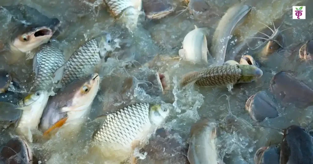 हरियाणा बनेगा मत्स्य पालन में नंबर-1, 98.90 करोड़ की लागत से बनेगा एक्वा पार्क, तैयार हुए 25 कोल्ड स्टोर