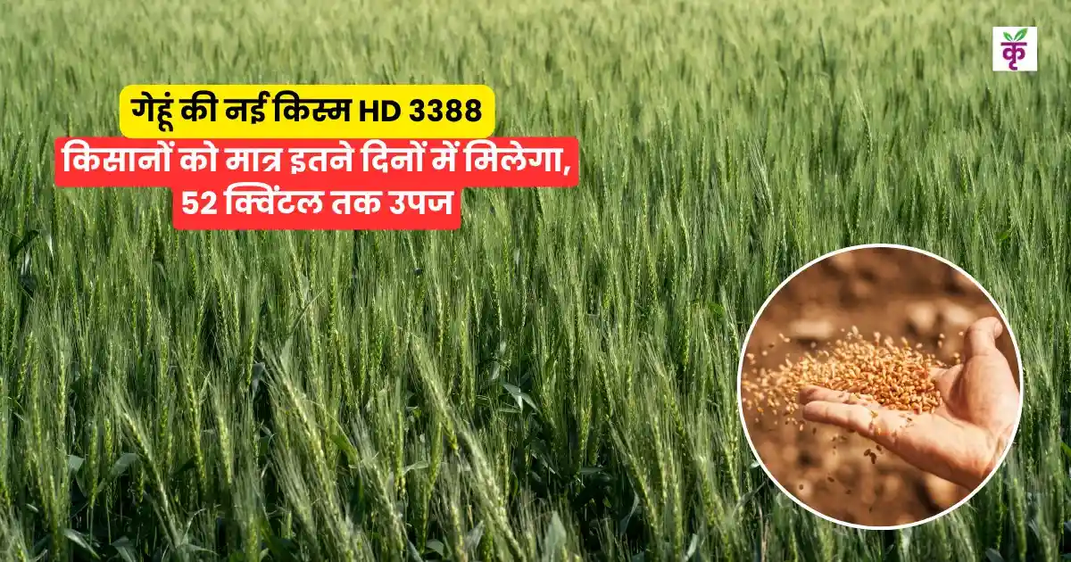 HD 3388 Wheat Variety