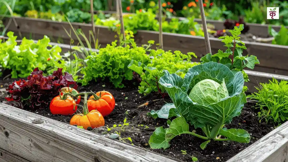 घर के बगीचे में कीटों को भगाने का देसी फॉर्मूला, दही-मिर्च से पौधे चमक उठेंगे, जानें तरीका