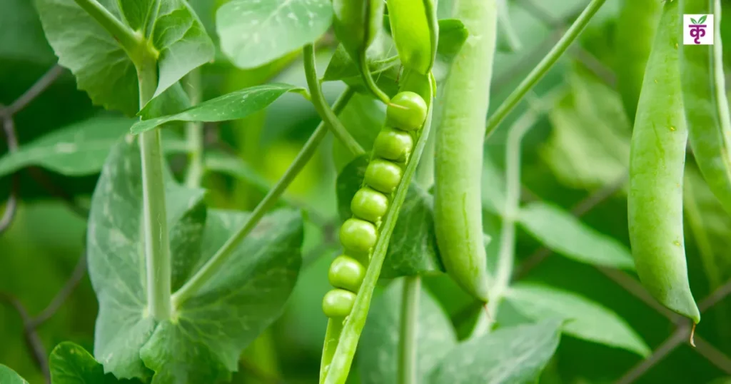 VL मधुरी मटर