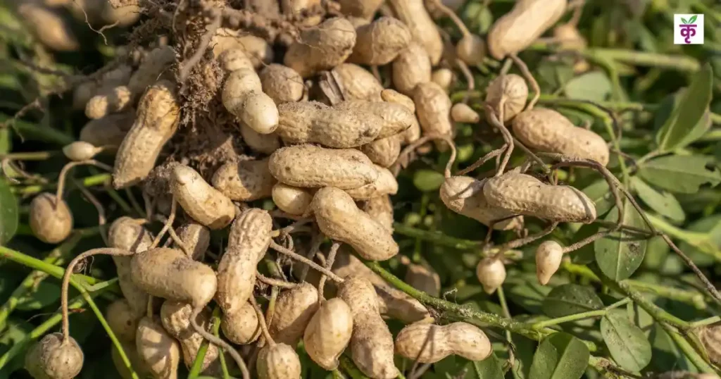 ICRISAT की नई रिसर्च, मूंगफली की उपज में 20 साल में 27 किलो/हेक्टेयर की बढ़ोतरी