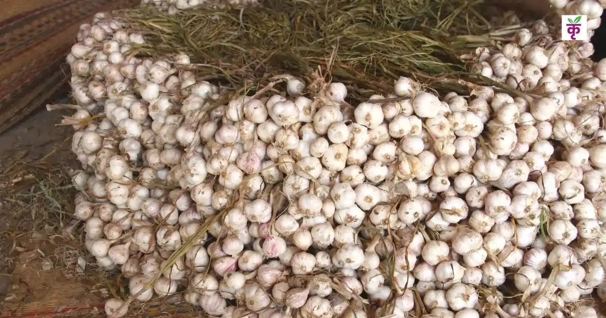 1 हेक्टेयर में डालें 10 किलो भूरी खाद, लहसुन की कलियां बनेंगी टमाटर जितनी बड़ी! जानें तरीका