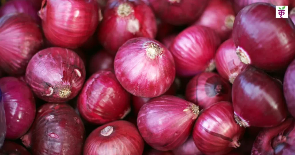 लाल प्याज निर्यात