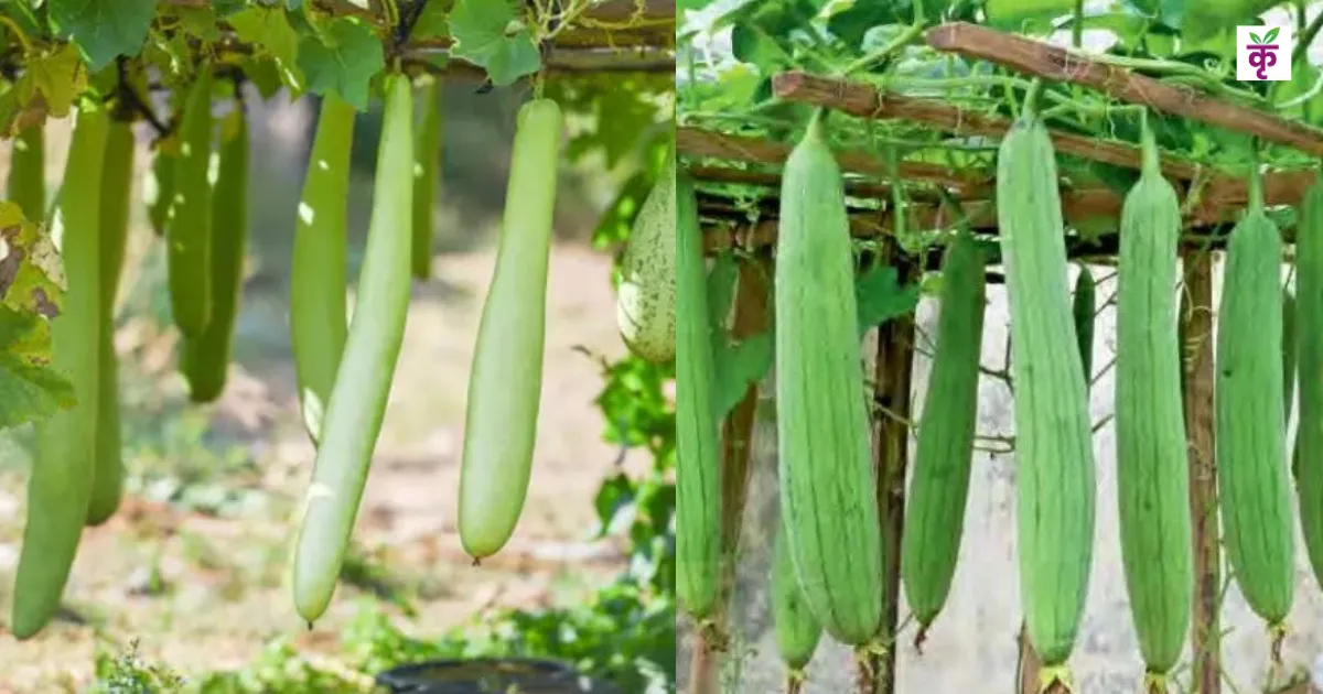 मचान विधि