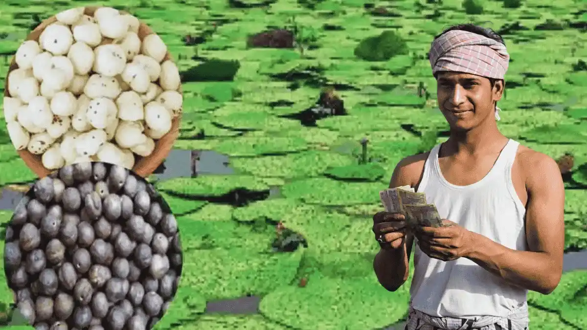 यूपी में मखाना की खेती से खुलेगी नई कमाई की राह, 18 करोड़ की योजना से किसान होंगे मालामाल