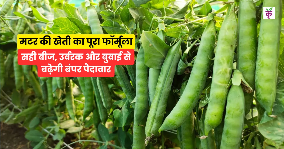 मटर की खेती का पूरा फॉर्मूला: सही बीज, उर्वरक और बुवाई से बढ़ेगी बंपर पैदावार