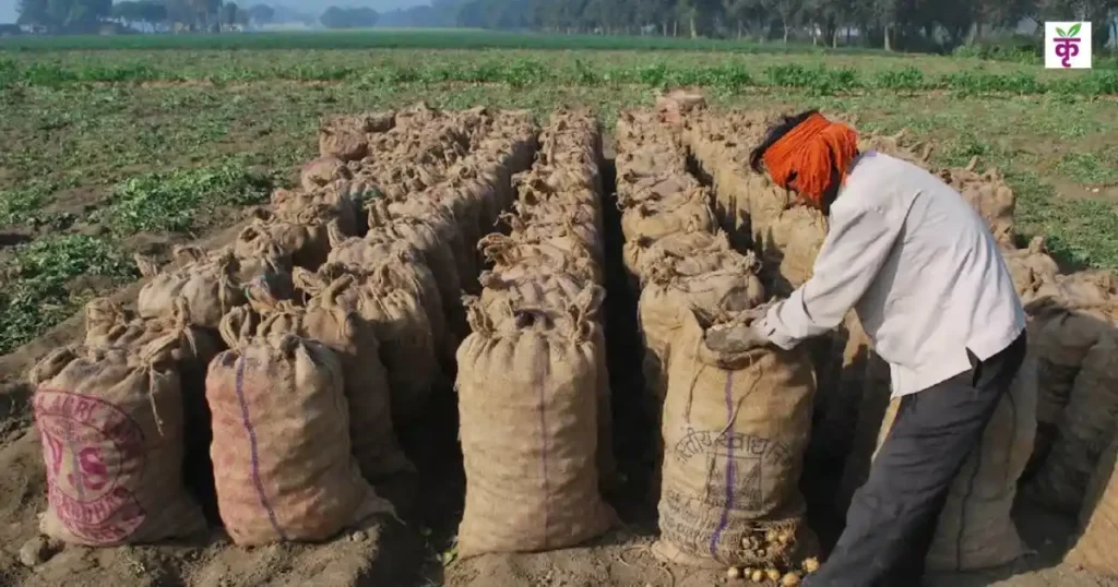 'माउंडिंग तकनीक' से बढ़ेगी आलू की पैदावार 25-30 क्विंटल/एकड़, हरे कंद और पाले से मिलेगा छुटकारा
