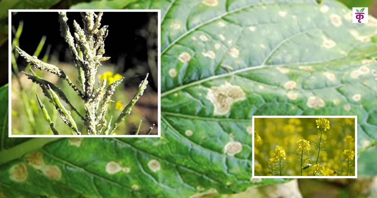सरसों की फसल में लग रहे रोगों पर कृषि वैज्ञानिकों की चेतावनी, जानें समाधान