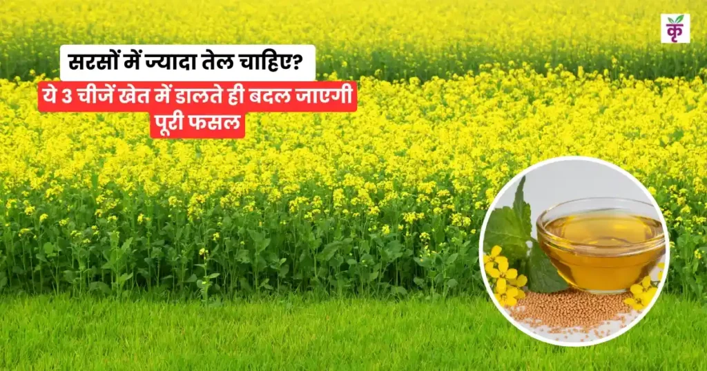 सरसों में ज्यादा तेल चाहिए? ये 3 चीजें खेत में डालते ही बदल जाएगी पूरी फसल