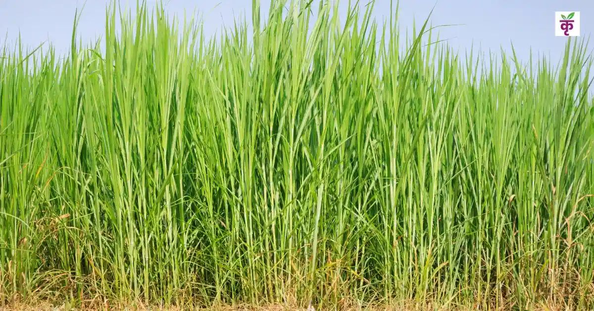 ये घास है किसानों के लिए वरदान! एक बार लगाएं, 5 साल तक होती रहेगी बंपर कमाई