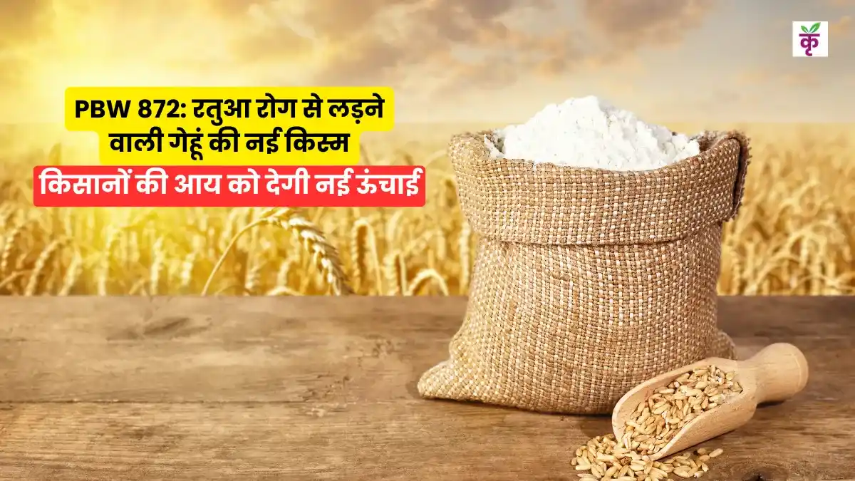 PBW 872 रतुआ रोग से लड़ने वाली गेहूं की नई किस्म, किसानों की आय को देगी नई ऊंचाई