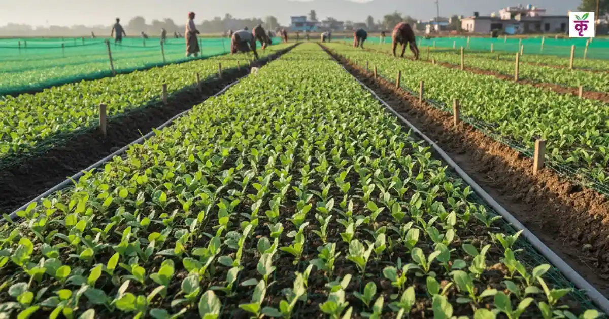 नवंबर में फूलगोभी की नर्सरी से बंपर कमाई, ये पांच किस्में देंगी 300 क्विंटल तक उपज
