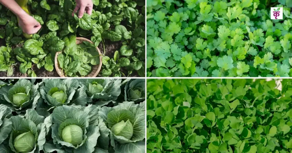 नवंबर में लगा दें ये 4 पत्तेदार सब्जियां, नए साल से पहले खेत से बरसेंगे हरे-हरे ‘नोट’! जानें टॉप किस्में