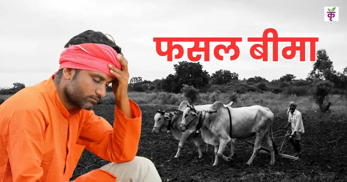 महाराष्ट्र में रबी फसलों के लिए PMFBY रजिस्ट्रेशन शुरू, जानें अंतिम तारीख और जरूरी दस्तावेज