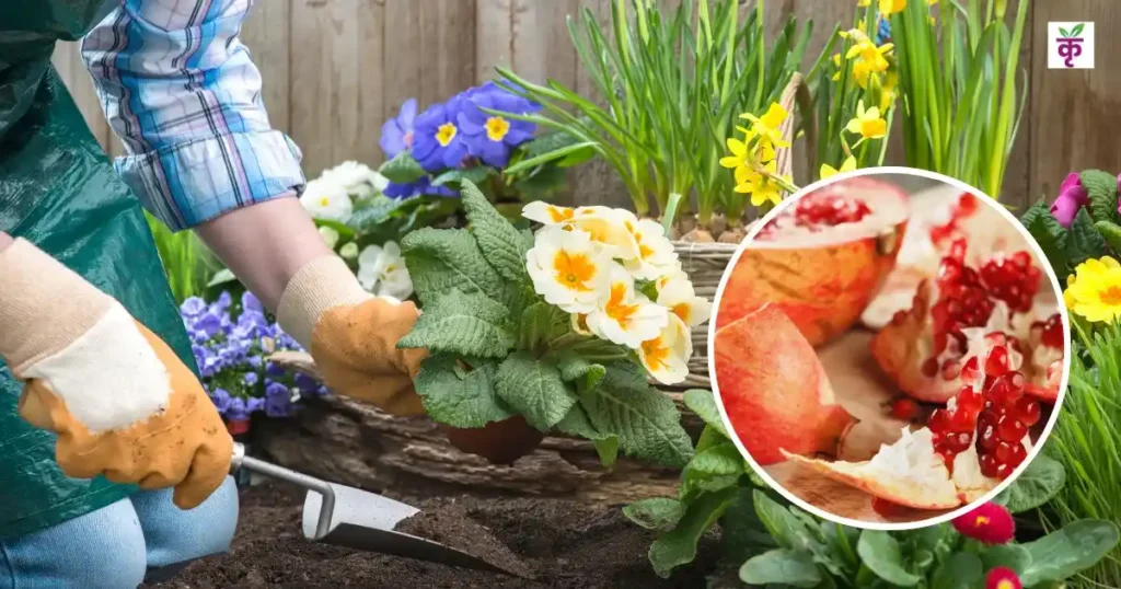 pomegranate-peel-organic-tonic-for-plant-growth