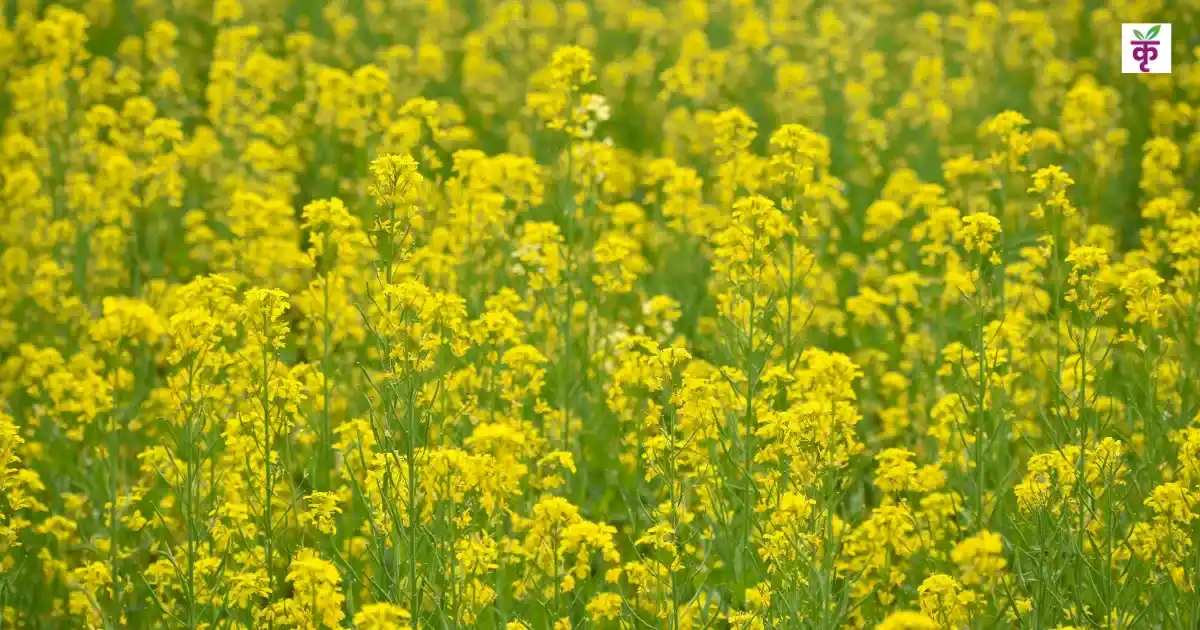 पूसा डबल जीरो मस्टर्ड 35 (PDZ 14)