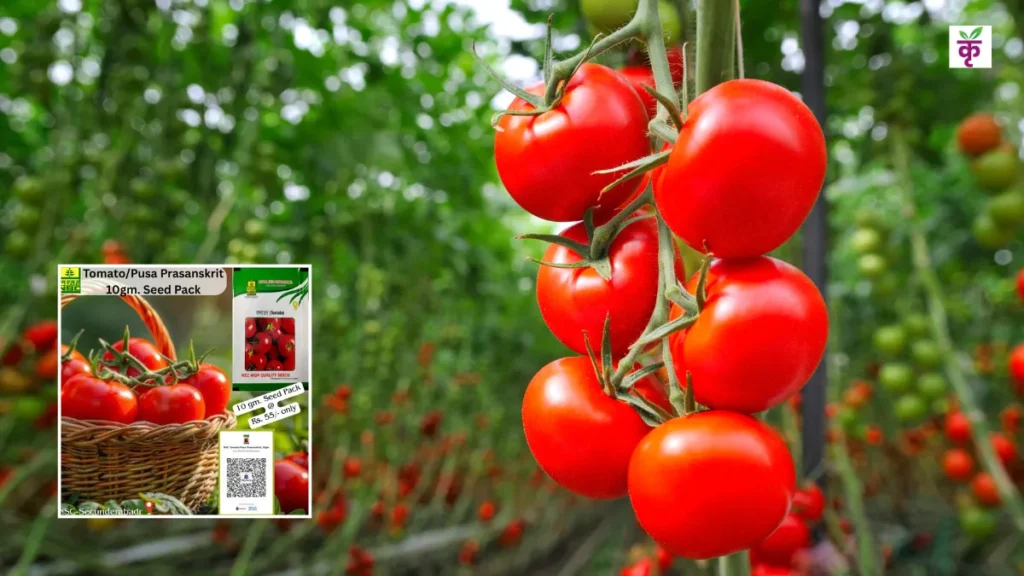 पूसा प्रसंस्कृत