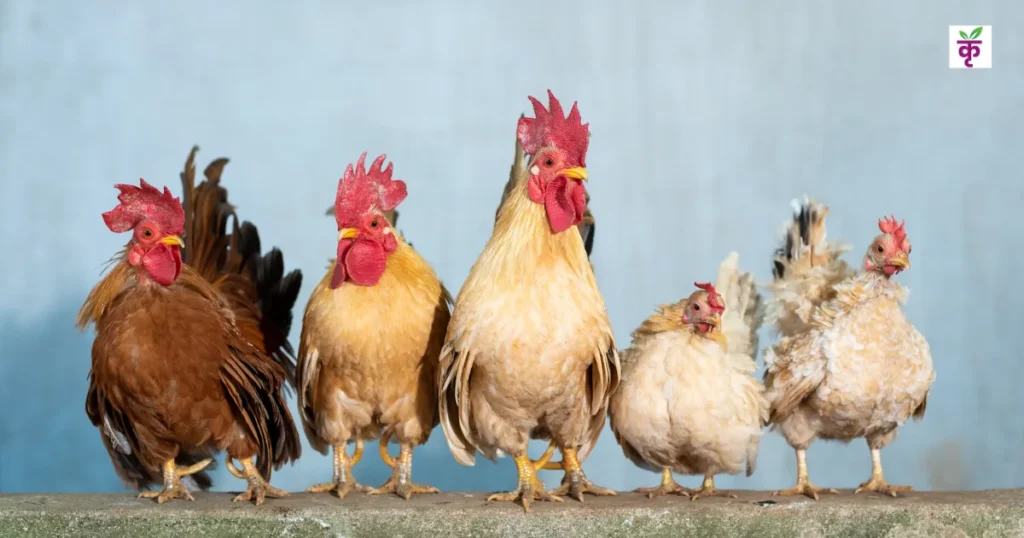 घर की छत पर से ही शुरू करें इस मुर्गी का पालन, कम पैसे में लाखों की कमाई पक्की