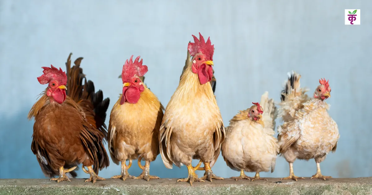 घर की छत पर से ही शुरू करें इस मुर्गी का पालन, कम पैसे में लाखों की कमाई पक्की