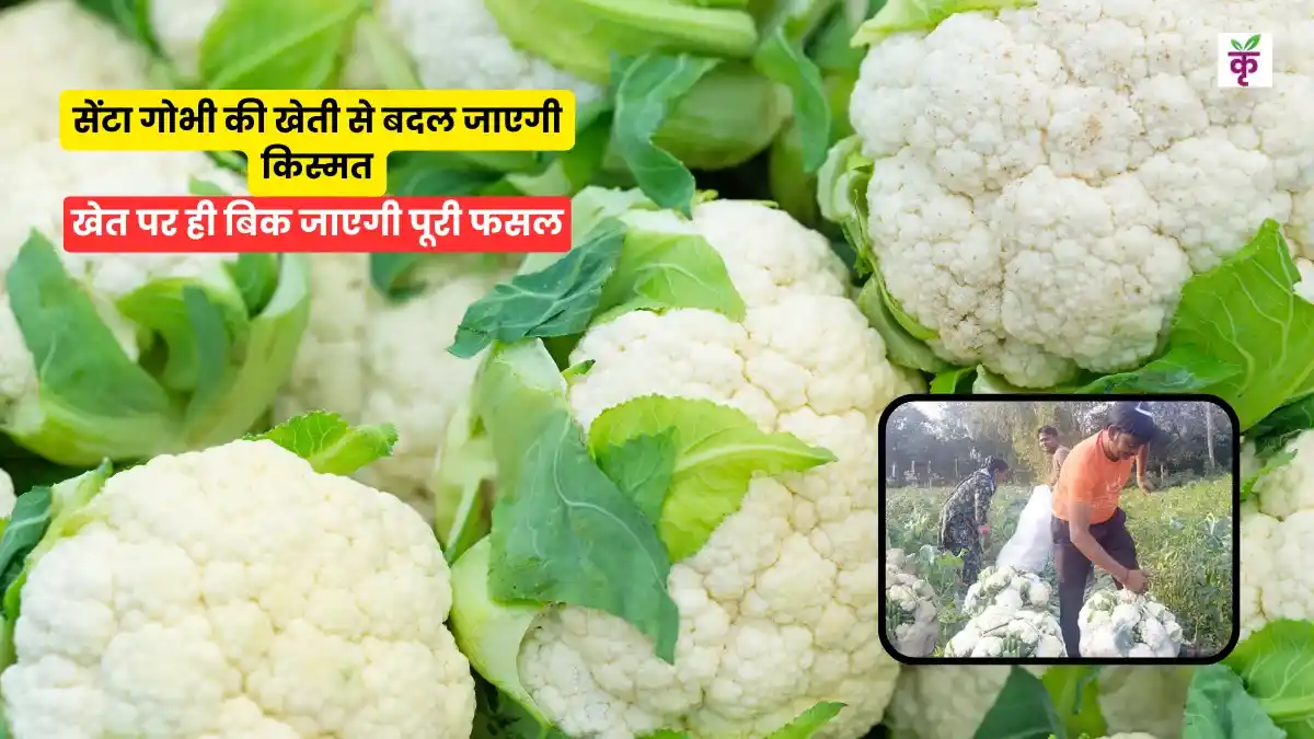 सेंटा गोभी