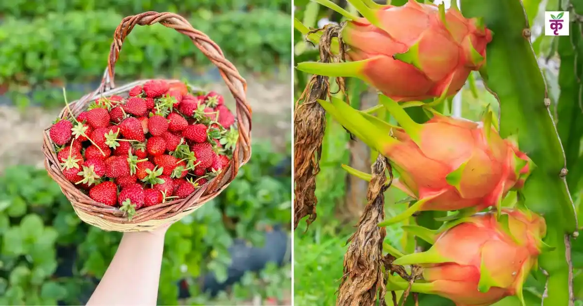 स्ट्रॉबेरी और ड्रैगन फ्रूट की खेती पर सरकार दे रही 100% तक सब्सिडी, ऐसे करें आवेदन