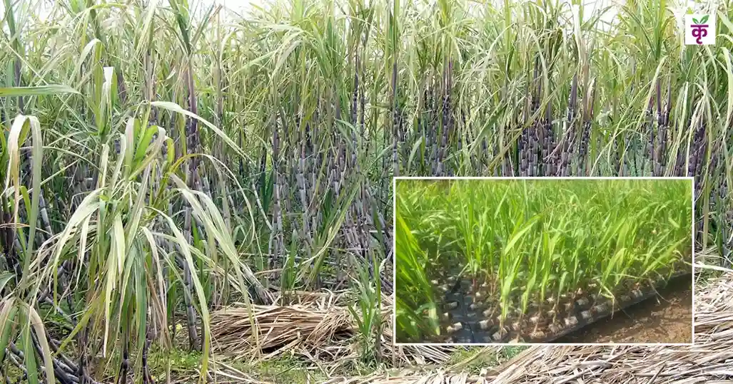 UP News: किसानों के लिए खुशखबरी गन्ना विकास विभाग तैयार करेगा 46 लाख बड, बुआई होगी आसान