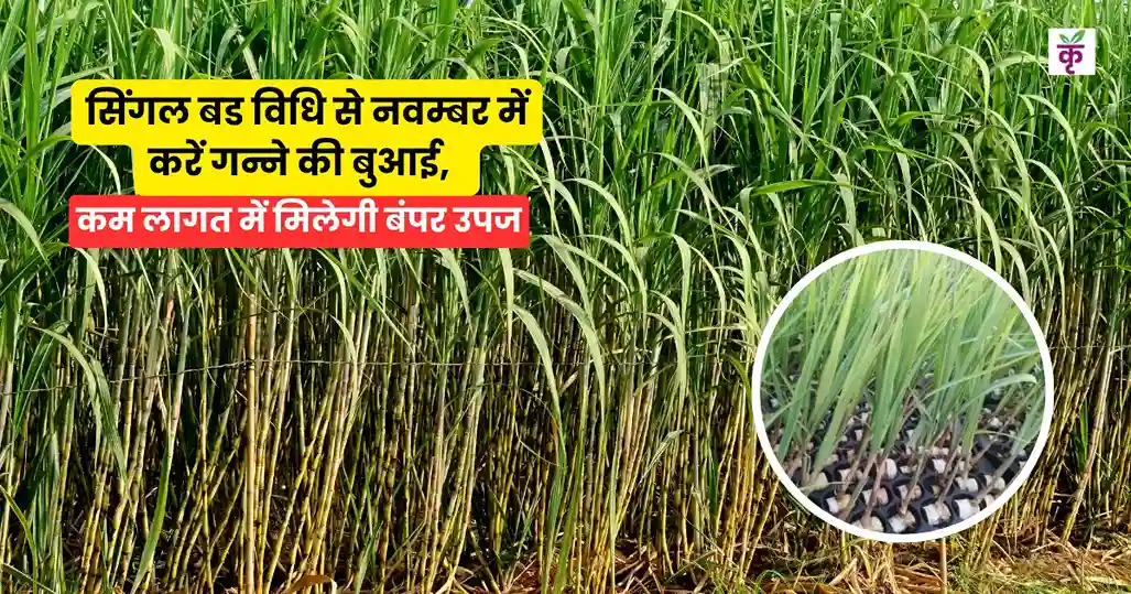 सिंगल बड विधि से नवम्बर में करें गन्ने की बुआई, कम लागत में मिलेगी बंपर उपज