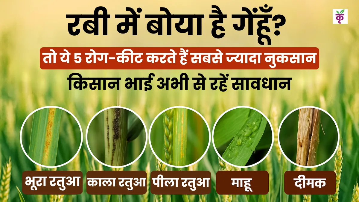 Top 5 Wheat Diseases and Scientific Control