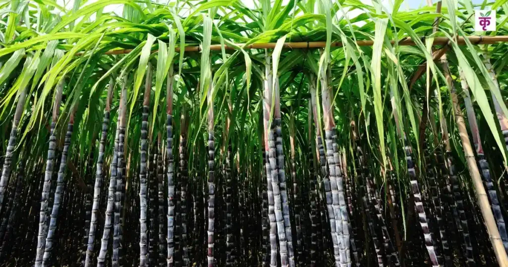 यूपी के गन्ना किसानों को राहत, SMS पर आएगी सप्लाई पर्ची! मोबाइल नंबर सही रखें