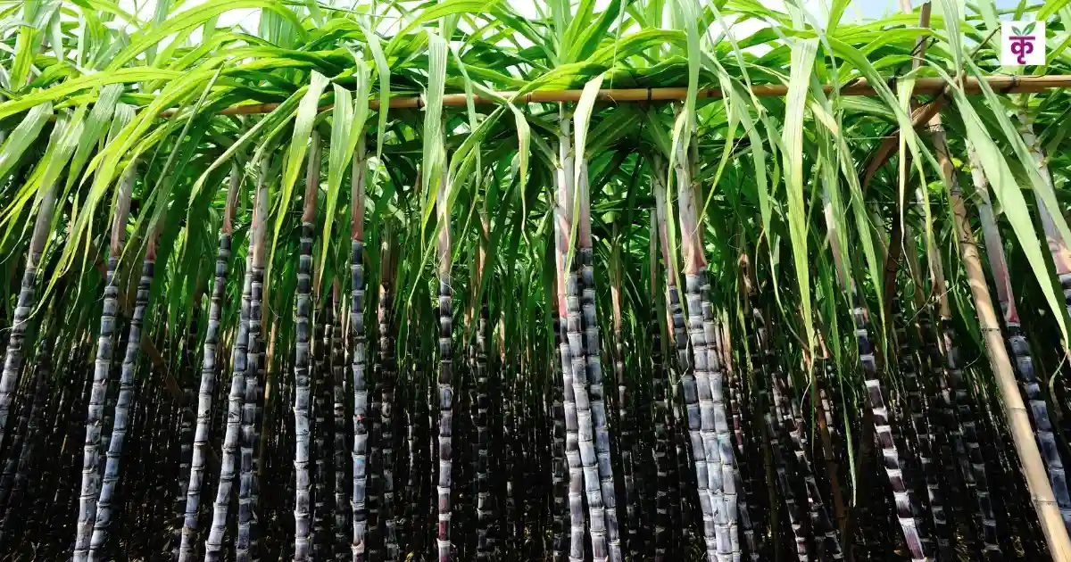 यूपी के गन्ना किसानों को राहत, SMS पर आएगी सप्लाई पर्ची! मोबाइल नंबर सही रखें