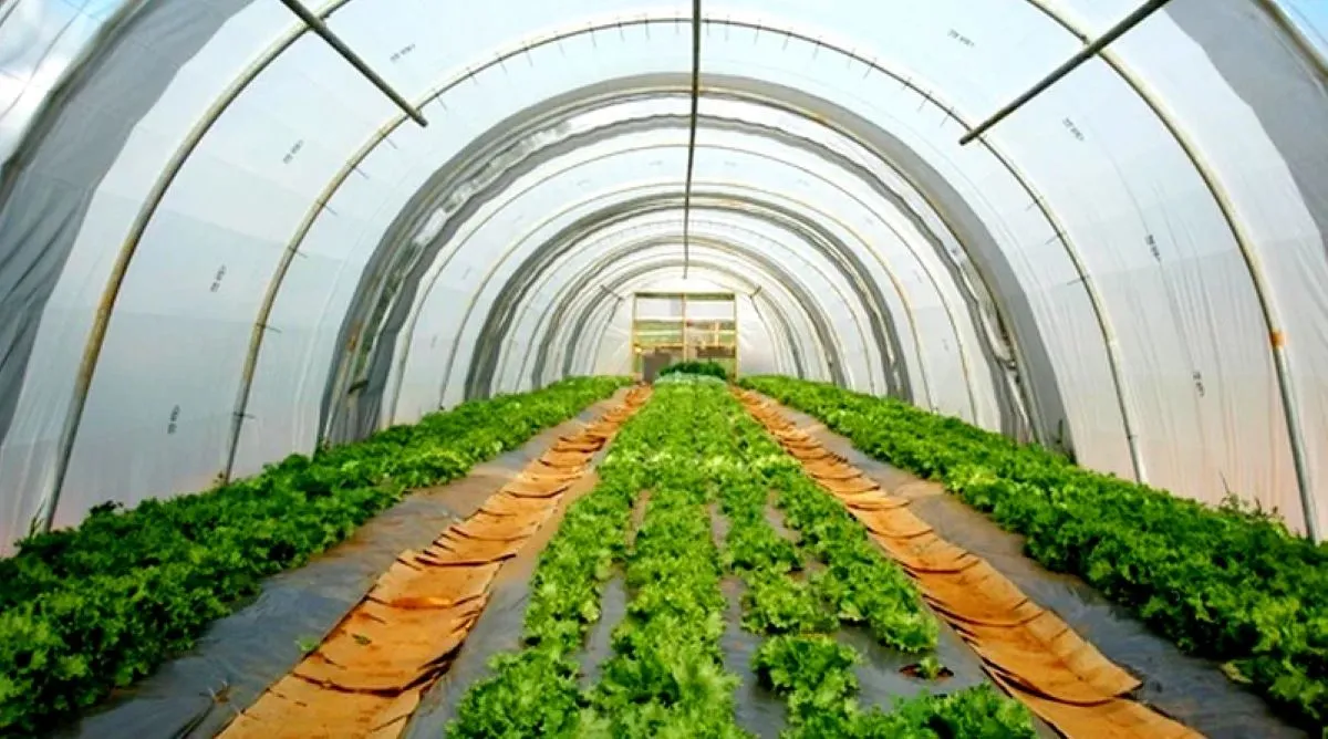 what-is-low-tunnel-technology-for-vegetables