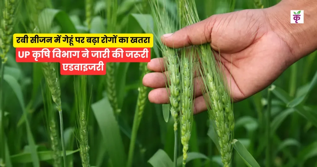 रबी सीजन में गेहूं पर बढ़ा रोगों का खतरा, UP कृषि विभाग ने जारी की जरूरी एडवाइजरी, किसान अभी करें ये तैयारी